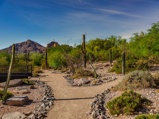 Desert Pathways